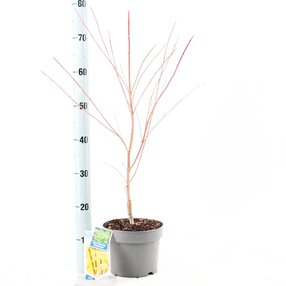 5x Acer Palmatum Sangokaku 19cm Pot 60cm Shrub Plant Shrubs