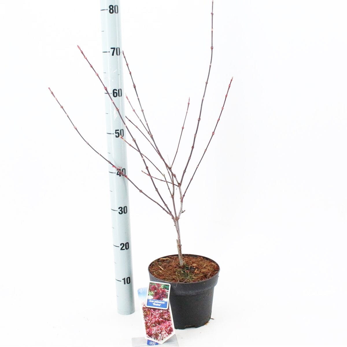 5x Acer Palmatum Shaina 19cm Pot 50cm Shrub Plant Shrubs