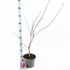 5x Acer Palmatum Skeeter's Broom 19cm Pot 60cm Shrub Plant Shrubs