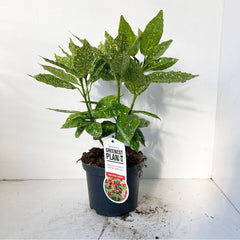 5x Aucuba japonica Variegata 19cm Pot 35cm Shrub Plant Shrubs