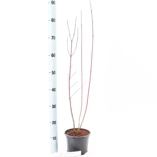 5x Cornus alba Elegantissima 19cm Pot 30cm Shrub Plant Shrubs