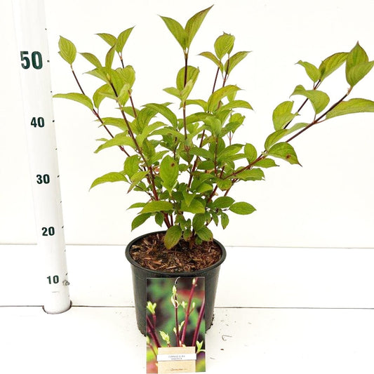 5x Cornus alba Sibirica 19cm Pot 30cm Shrub Plant Shrubs