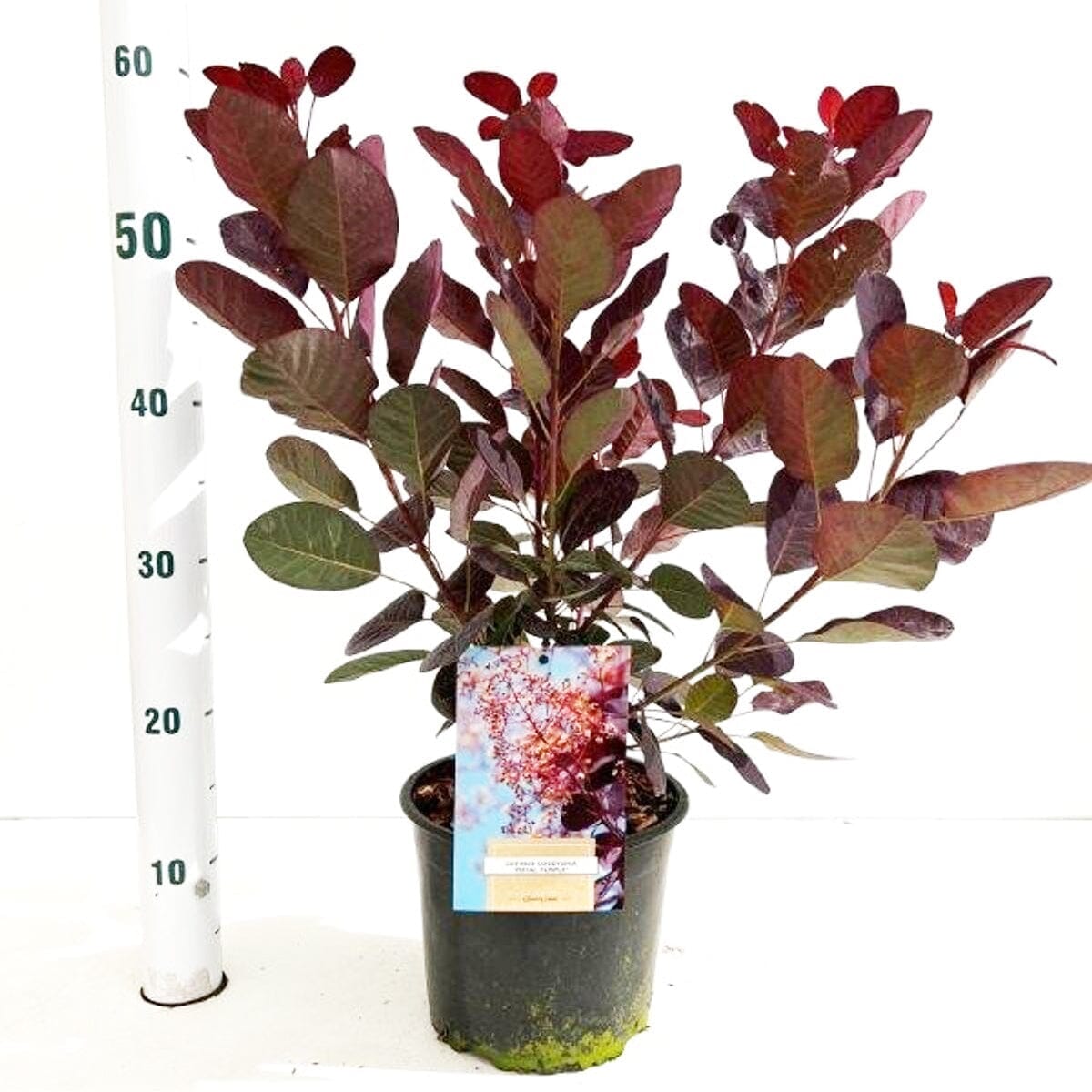 5x Cotinus coggyria Royal Purple 19cm Pot 40cm Shrub Plant Shrubs