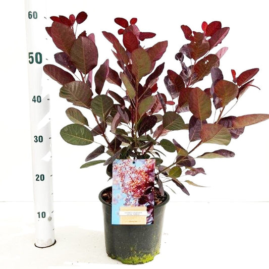 5x Cotinus coggyria Royal Purple 19cm Pot 40cm Shrub Plant Shrubs