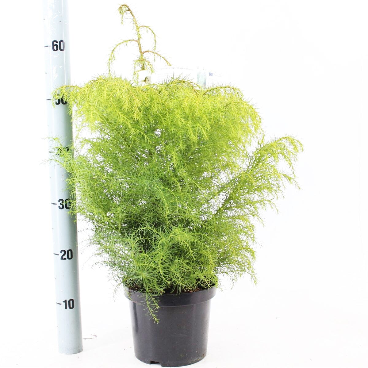 5x Cryptomeria japonica Elegans 19cm Pot 40cm Shrub Plant Shrubs