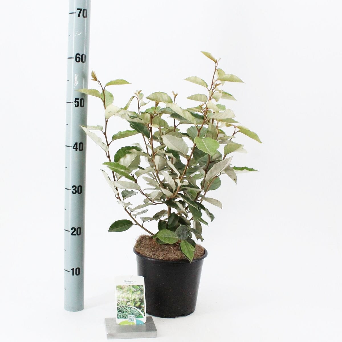 5x Elaeagnus ebbingei 19cm Pot 50cm Shrub Plant Shrubs