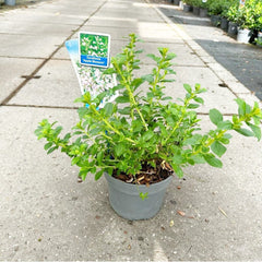 5x Escallonia Apple Blossom 19cm Pot 40cm Shrub Plant Shrubs