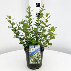 5x Escallonia Iveyi 19cm Pot 45cm Shrub Plant Shrubs