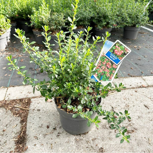 5x Escallonia Red Elf 19cm Pot 40cm Shrub Plant Shrubs