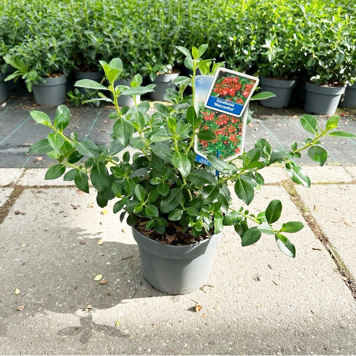 5x Escallonia rubra var. macrantha 19cm Pot 30cm Shrub Plant Shrubs