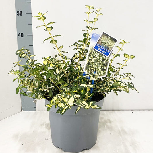 5x Euonymus fortunei Blondy 19cm Pot 30cm Shrub Plant Shrubs