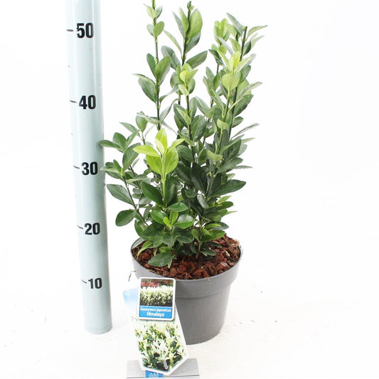 5x Euonymus japonicus Himalaya 19cm Pot 30cm Shrub Plant Shrubs