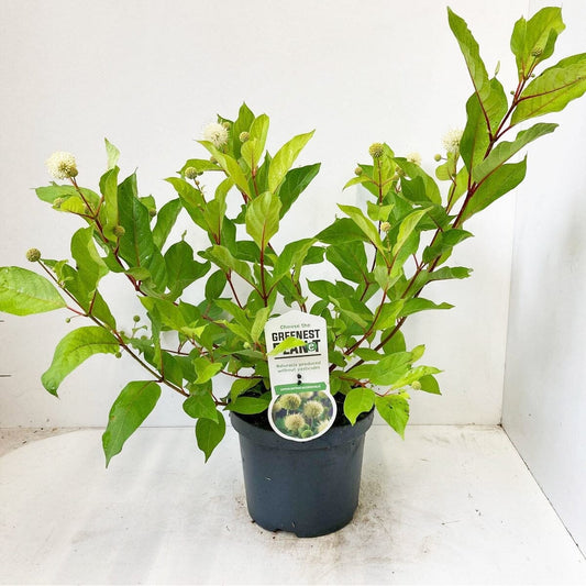 5x Euonymus japonicus Micronhyllus 19cm Pot 30cm Shrub Plant Shrubs