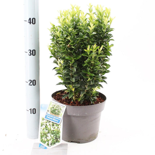 5x Euonymus japonicus Paloma Blanca 19cm Pot 30cm Shrub Plant Shrubs