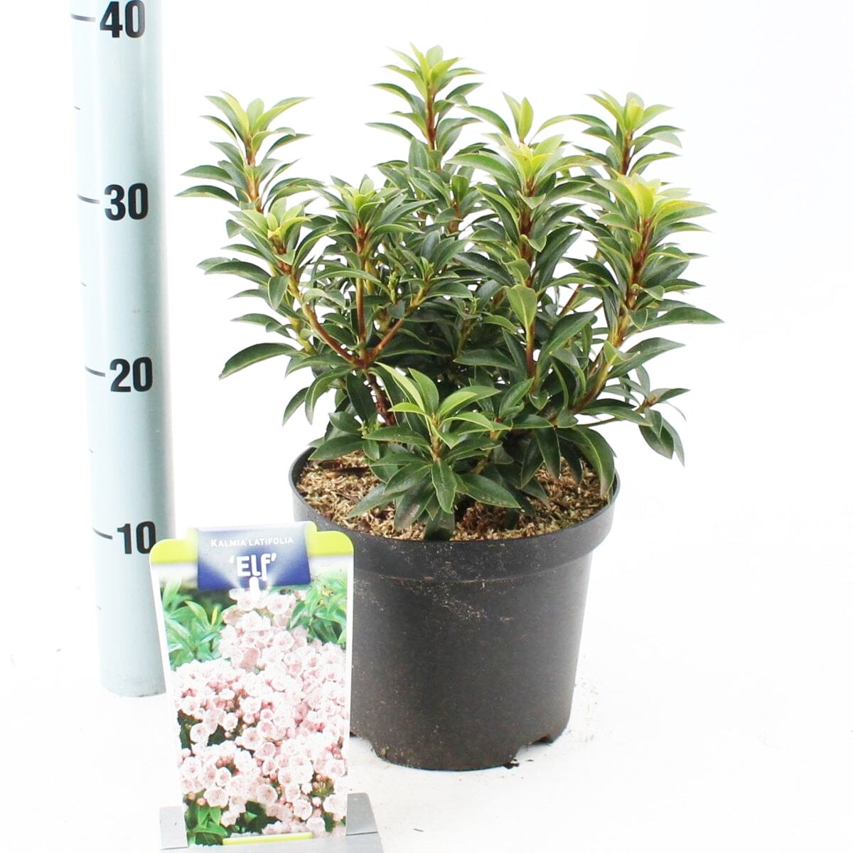 5x Kalmia latifolia Elf 19cm Pot 30cm Shrub Plant Shrubs