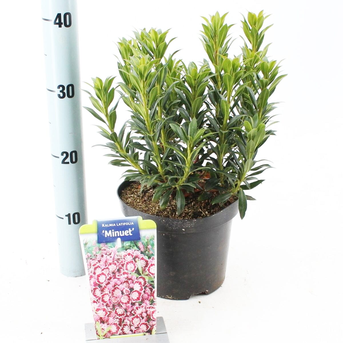 5x Kalmia latifolia Minuet 19cm Pot 30cm Shrub Plant Shrubs