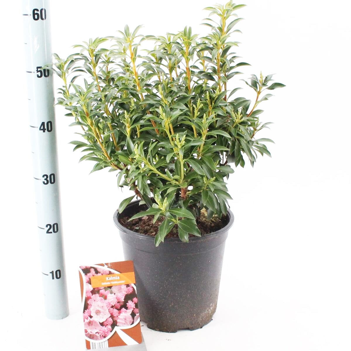 5x Kalmia latifolia Tiddlywinks 19cm Pot 30cm Shrub Plant Shrubs