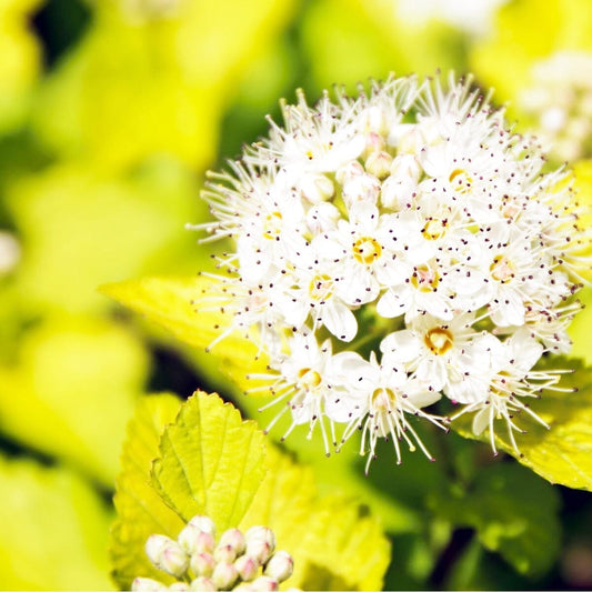 5x Physocarpus opulifolius Darts Gold 19cm Pot 45cm Shrub Plant Shrubs