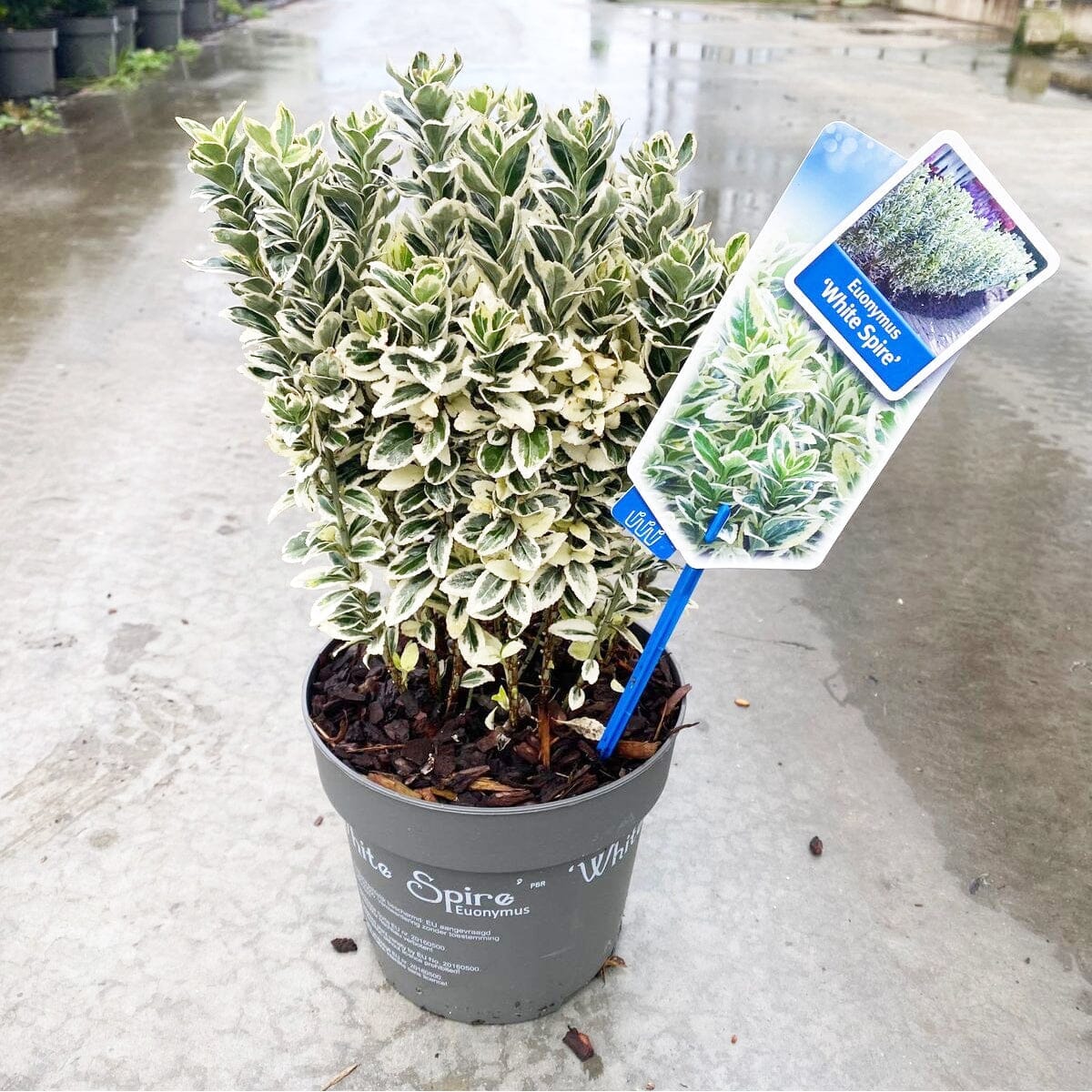 6 x Euonymus japonicus White Spire 17cm Pot 35cm Shrub Plant Shrubs