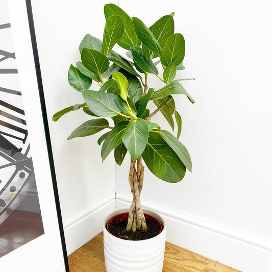 60 - 70cm Ficus Benghalensis Audrey with Twisted Stem Rubber Plant 17cm Pot House Plant House Plant