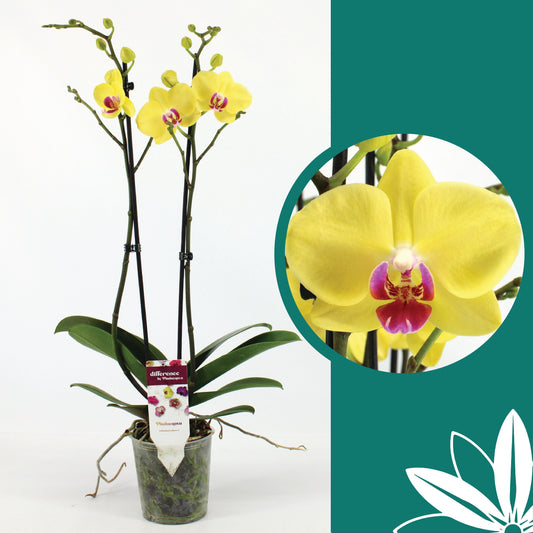 60 -70cm Phalaenopsis Limelight Twin stem Orchid 12cm Pot Houseplant