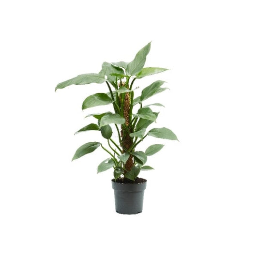 60 - 70cm Philodendron Hastatum on Mosspole Silver Sword 17cm Pot House Plant House Plant