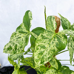 60 - 75cm Syngonium Mottled on Mosspole Arrowhead Plant 16cm Pot House Plant House Plant