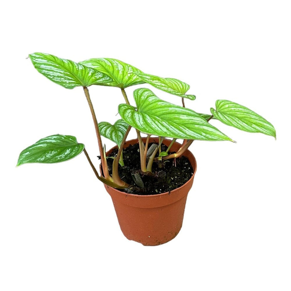 60 cm philodendron mamei House Plant 17 cm Pot House Plant