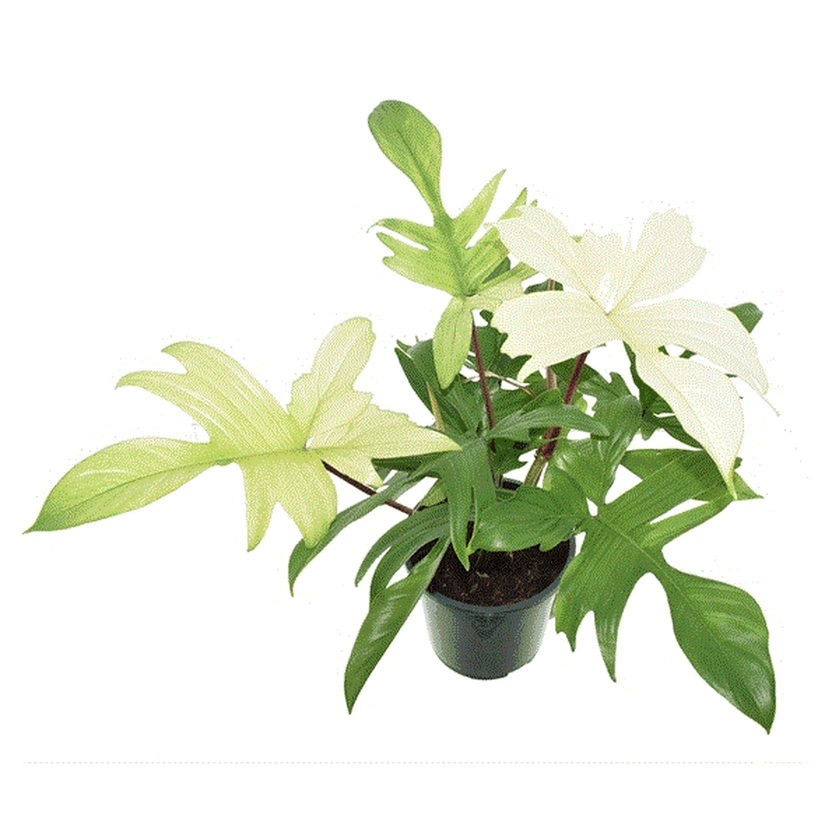 65 - 75cm Philodendron Florida Ghost 19cm Pot House Plant House Plant