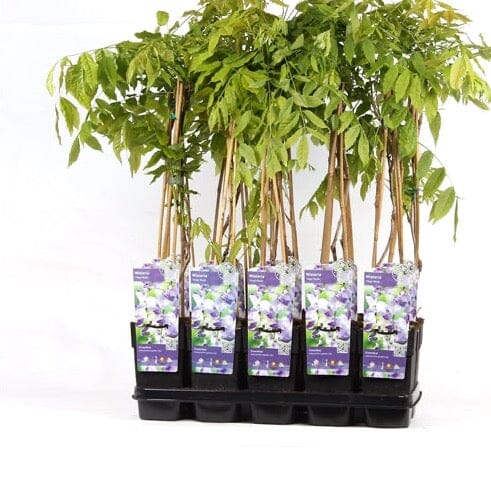 65cm Wisteria Floribunda Naga Noda 15cm Pot Indoor & Outdoor Plants