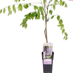 65cm Wisteria Floribunda Naga Noda 15cm Pot Indoor & Outdoor Plants