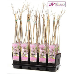 65cm Wisteria Floribunda Rosea 15cm Pot Indoor & Outdoor Plants