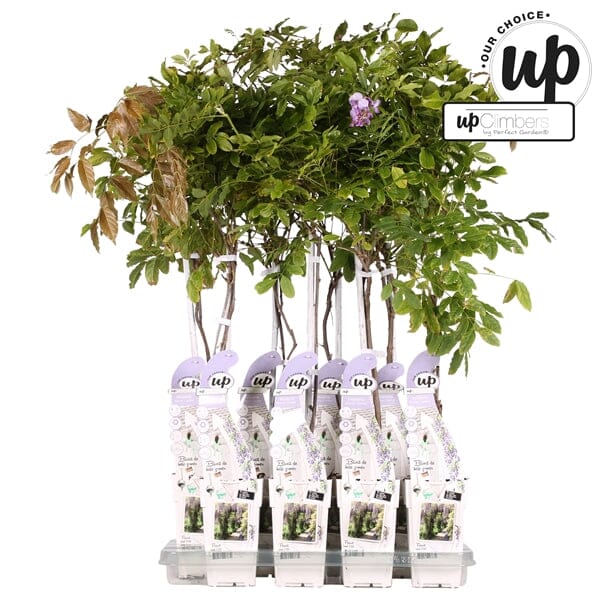 65cm Wisteria sinensis Caroline 15cm Pot Indoor & Outdoor Plants