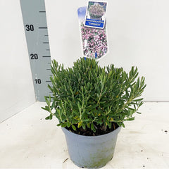 6x Andromeda polifolia Compacta 17cm Pot 30cm Shrub Plant Shrubs