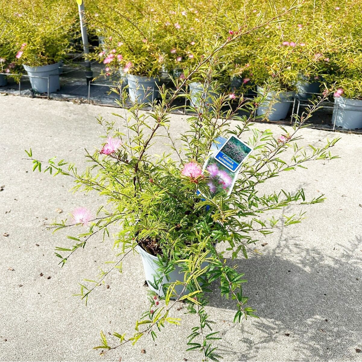 6x Calliandra surinamensis Dixie Pink 17cm Pot 30cm Shrub Plant Shrubs