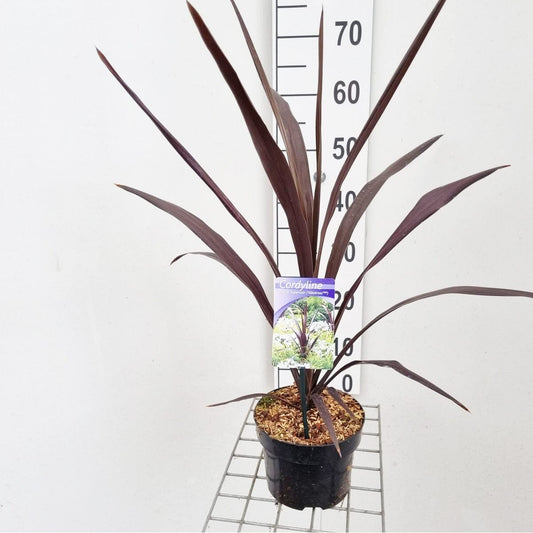 6x Cordyline Superstar 17cm Pot 50cm 1pp Shrub Plant Shrubs