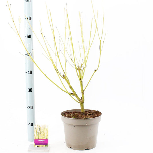 6x Cornus stolonifera Flaviramea 17cm Pot 55cm Shrub Plant Shrubs