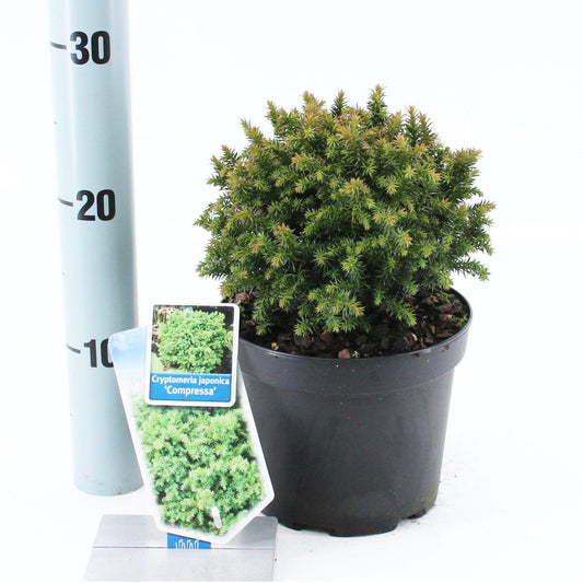 6x Cryptomeria japonica Compressa 17cm Pot 35cm Shrub Plant Shrubs