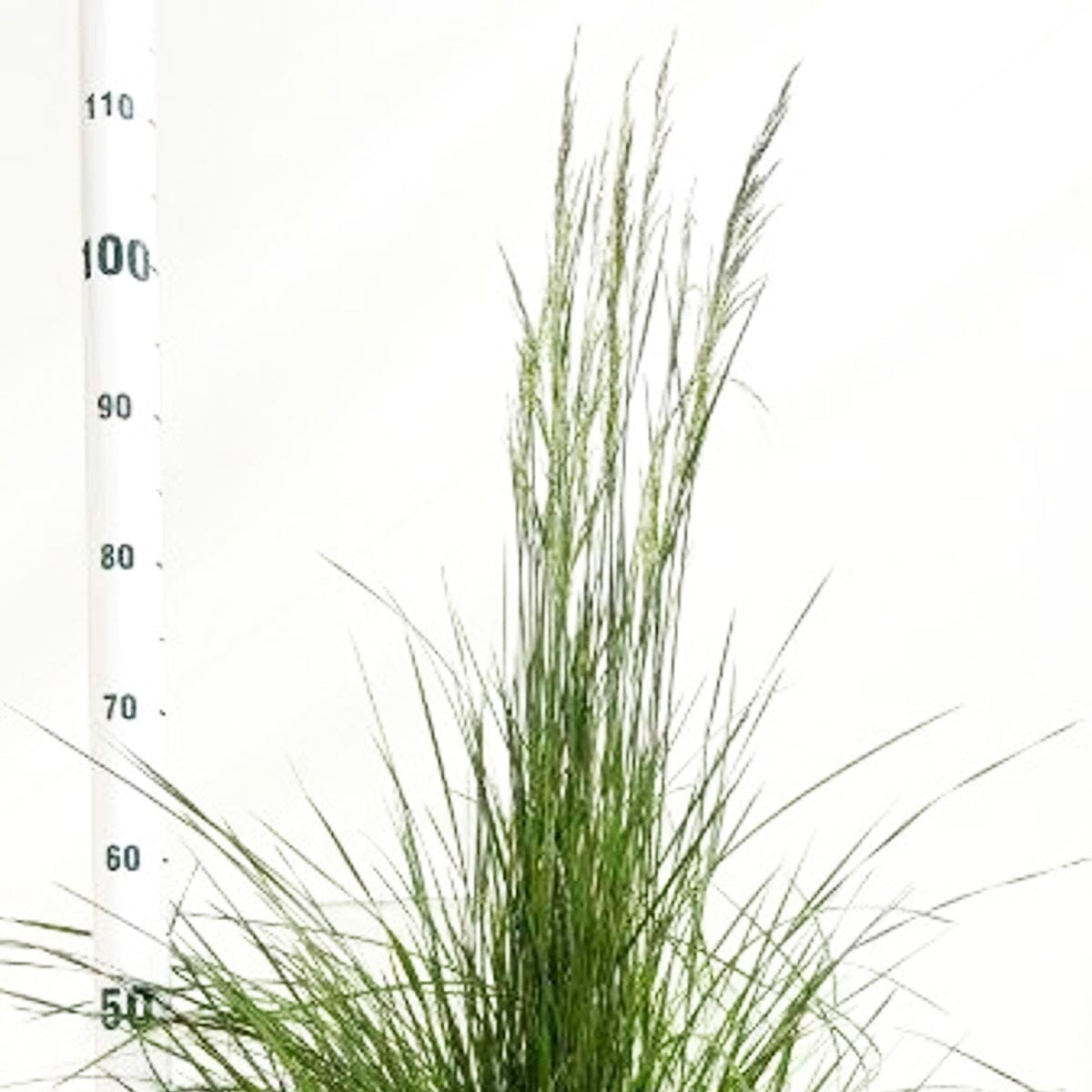 6x Deschampsia ces. Goldtau 17cm Pot 40cm Shrub Plant Shrubs