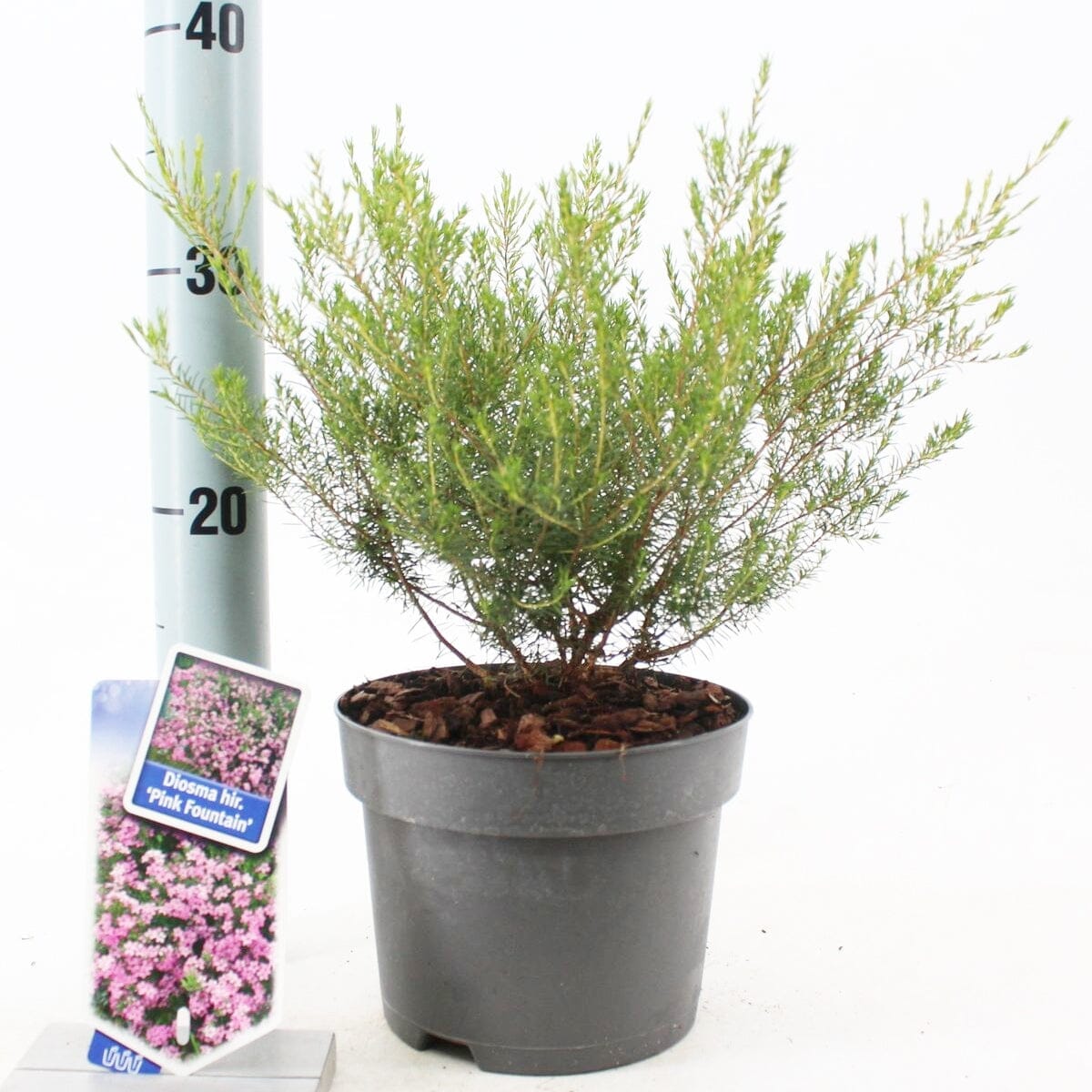 6x Diosma hirsuta Pink Fountain 17cm Pot 30cm Shrub Plant Shrubs