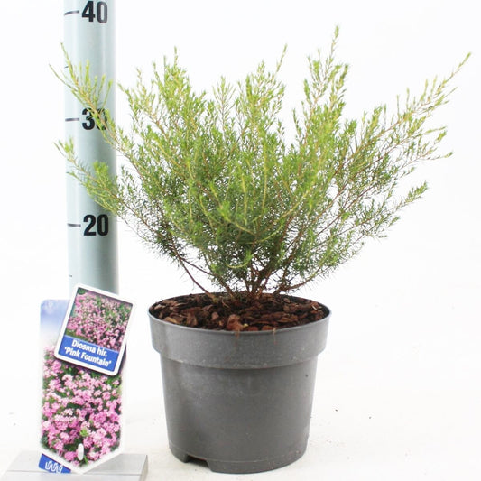 6x Diosma hirsuta Pink Fountain 17cm Pot 30cm Shrub Plant Shrubs