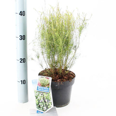 6x Diosma hirsuta Pink Sensation 17cm Pot 30cm Shrub Plant Shrubs