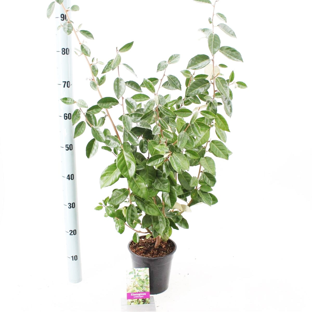 6x Elaeagnus ebbingei Compacta 17cm Pot 30cm Shrub Plant Shrubs