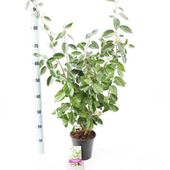 6x Elaeagnus ebbingei Compacta 17cm Pot 30cm Shrub Plant Shrubs