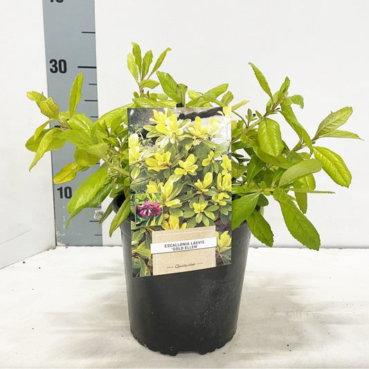 6x Escallonia Gold Ellen 17cm Pot 25cm Shrub Plant Shrubs