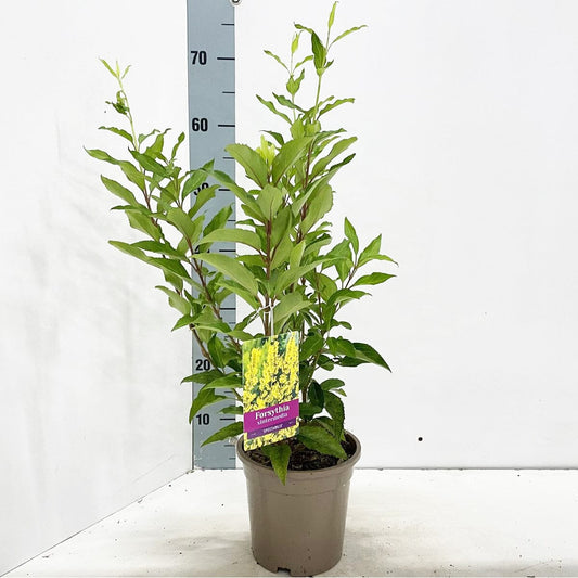 6x Forsythia intermedia Spectabilis 17cm Pot 40cm Shrub Plant Shrubs