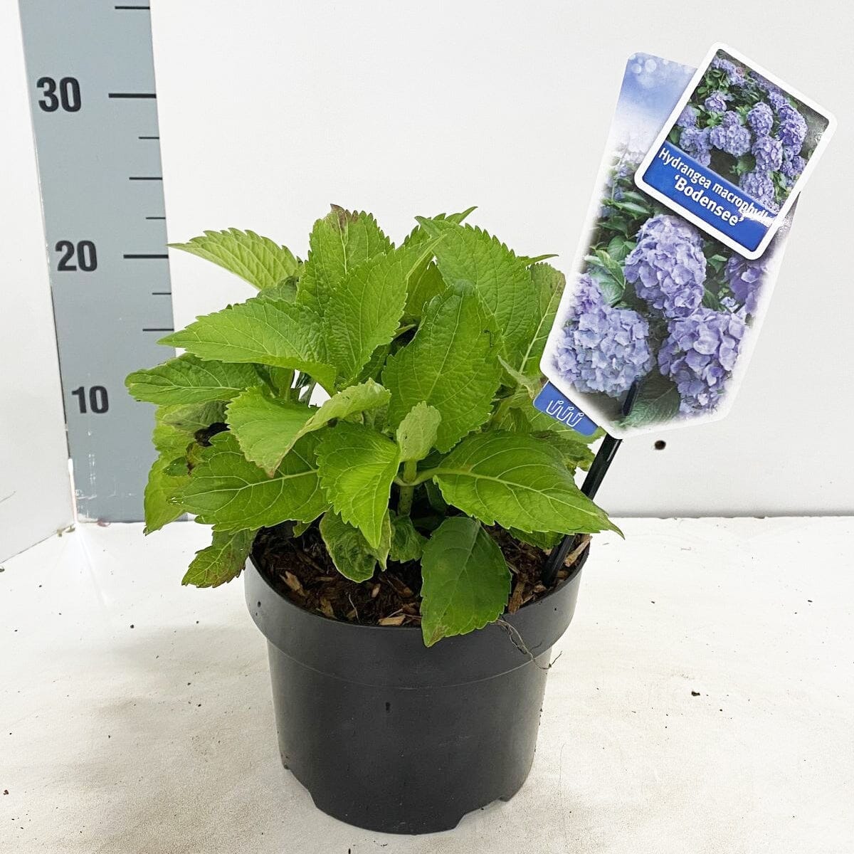 6x Hydrangea mac Bodensee 17cm Pot 20cm 1fl Shrub Plant Shrubs