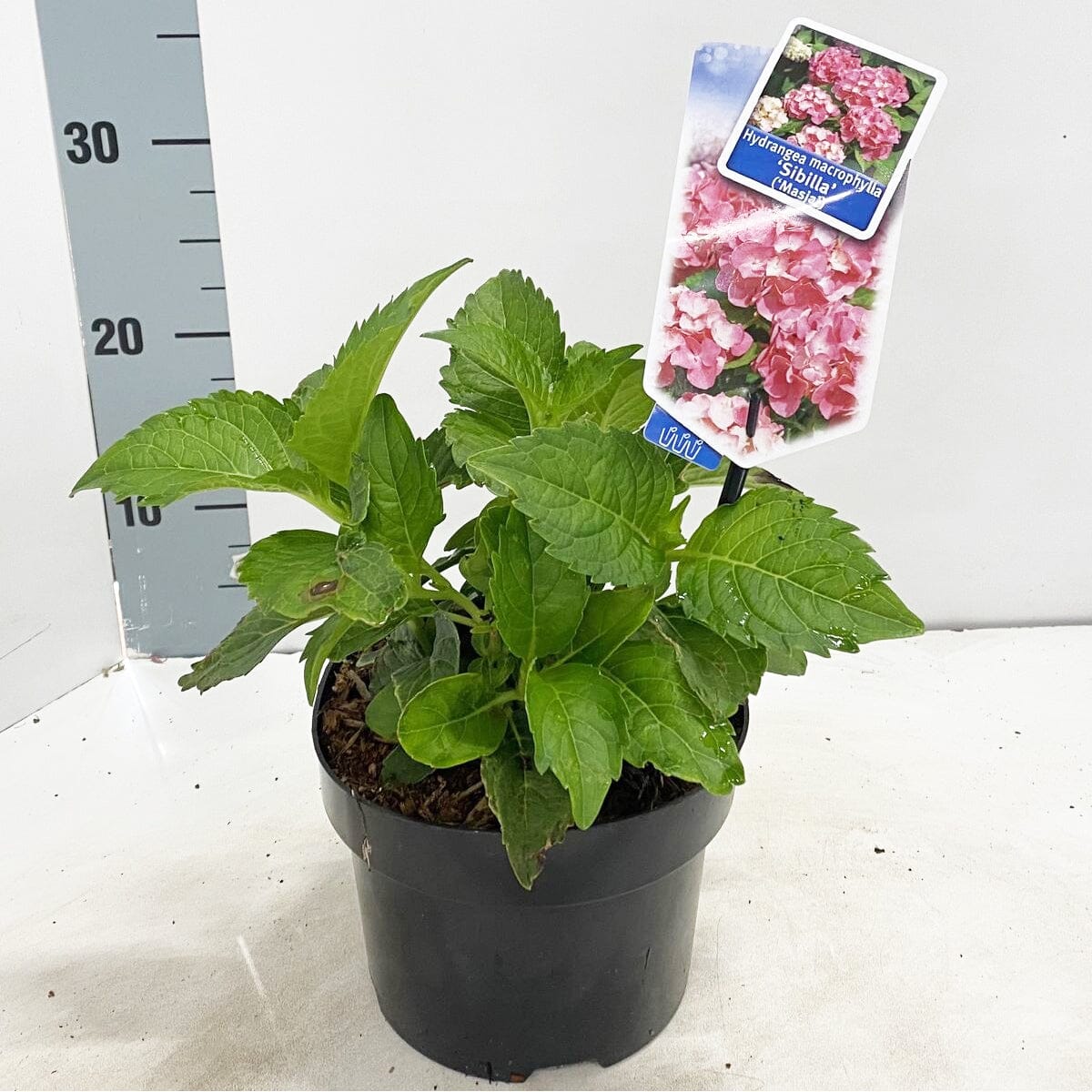 6x Hydrangea mac Masja 17cm Pot 30cm 1fl Shrub Plant Shrubs