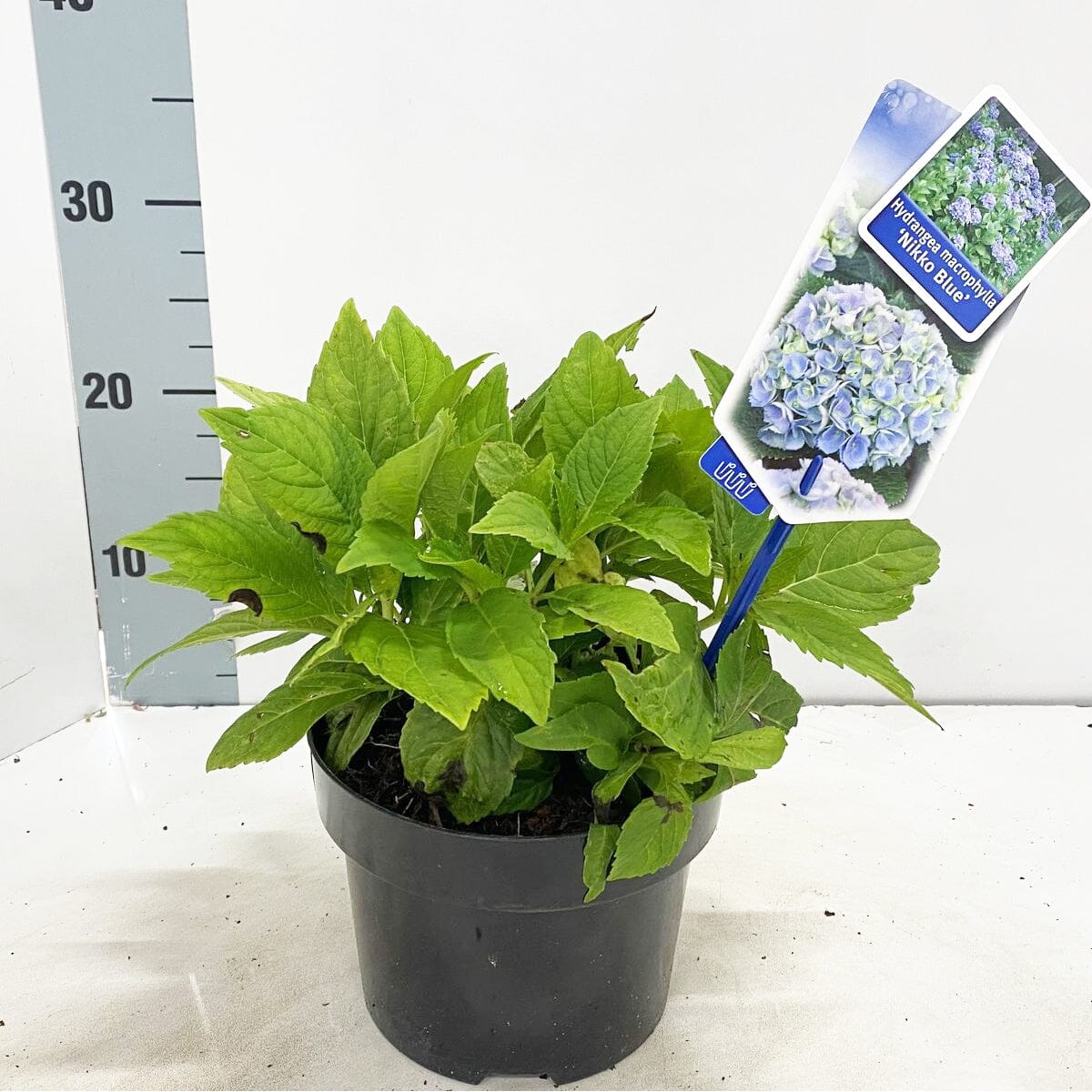 6x Hydrangea mac Nikko Blue 17cm Pot 30cm 1fl Shrub Plant Shrubs