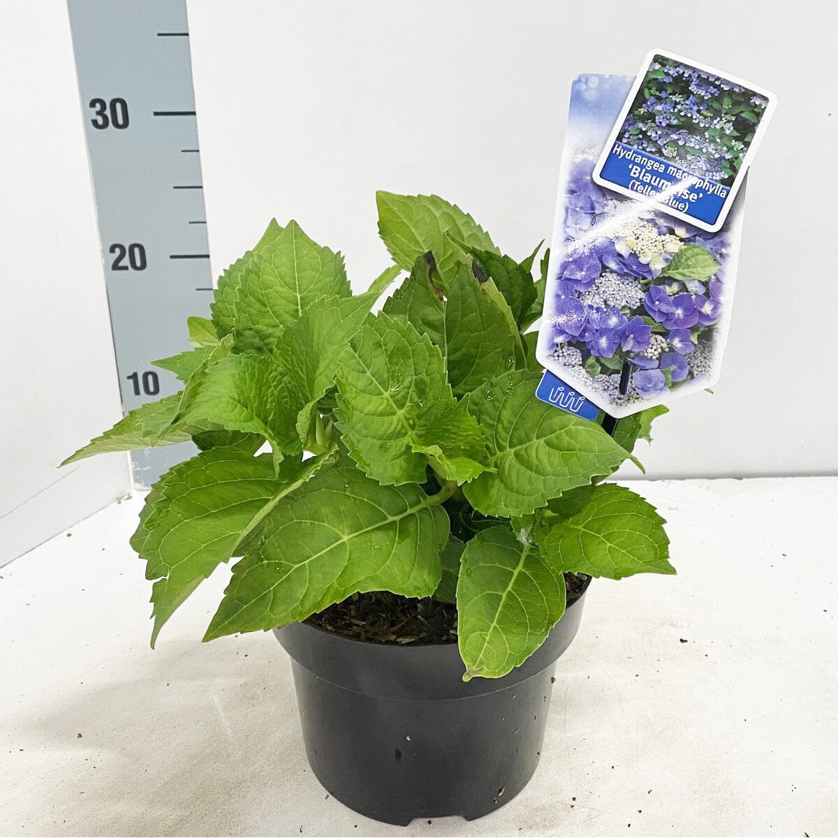 6x Hydrangea macr Blaumeise 17cm Pot 30cm 1fl Shrub Plant Shrubs